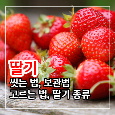 딸기 씻는 법과 보관법 및 고르는 법