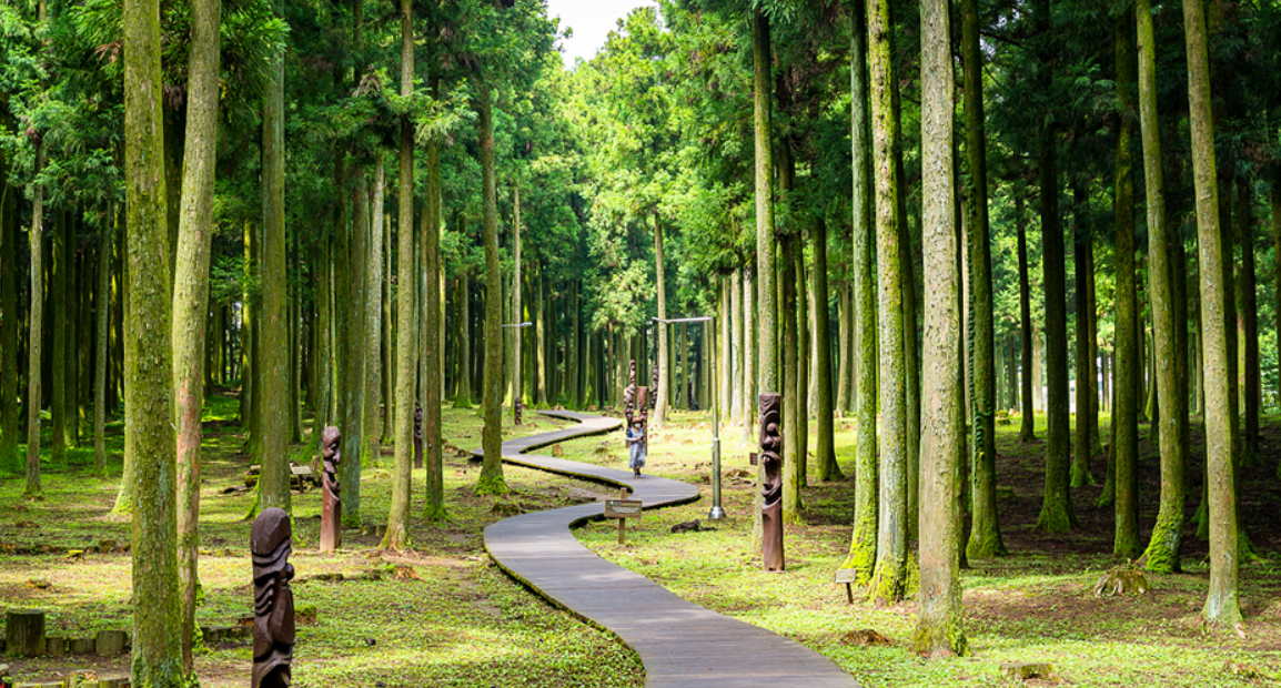 제주 절물자연휴양림