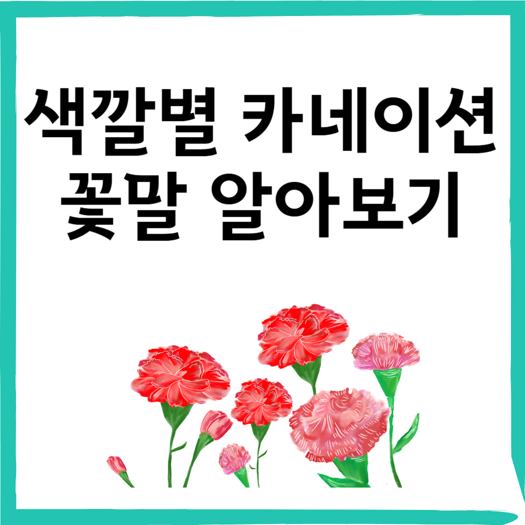 카네이션 색깔별 꽃말 정리 5월 감사 선물 가이드 완벽 버전