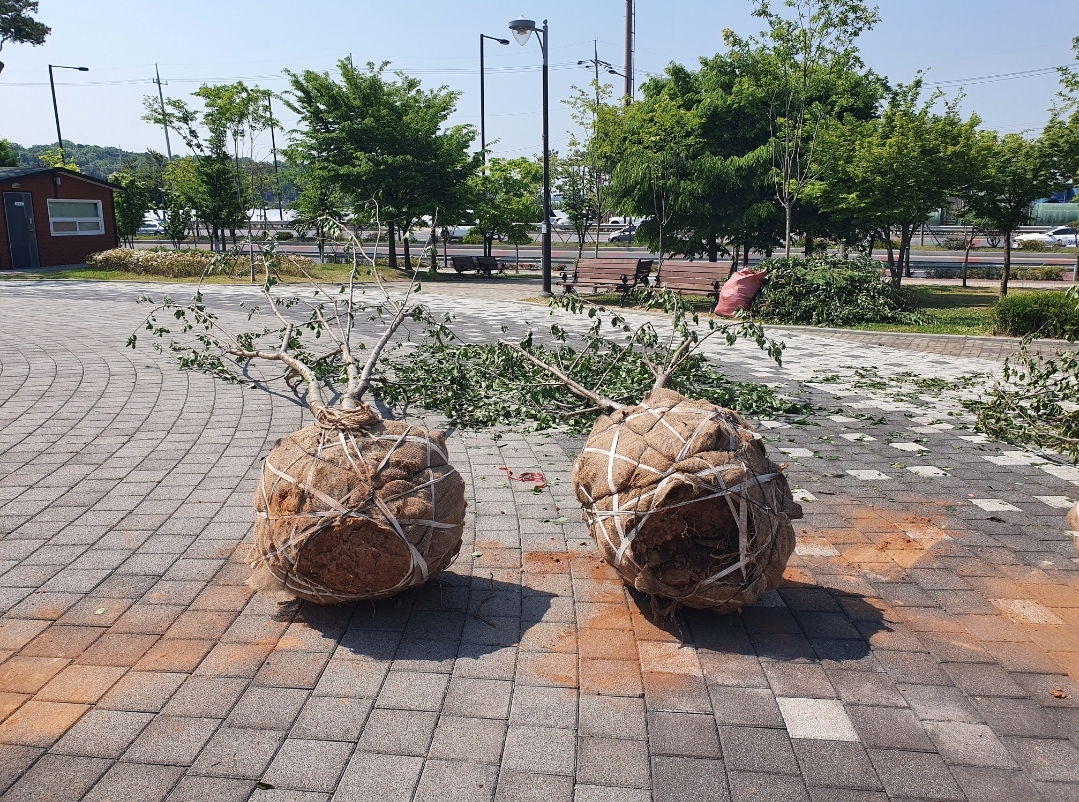 썸네일(활착을 위해 가지치기한 이식목)