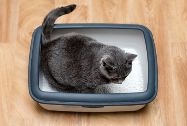 거무스름한 고양이가 화장실을 한다.