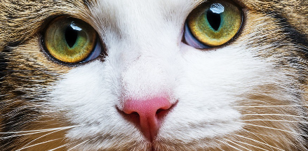 무언가를 바라보는 고양이.