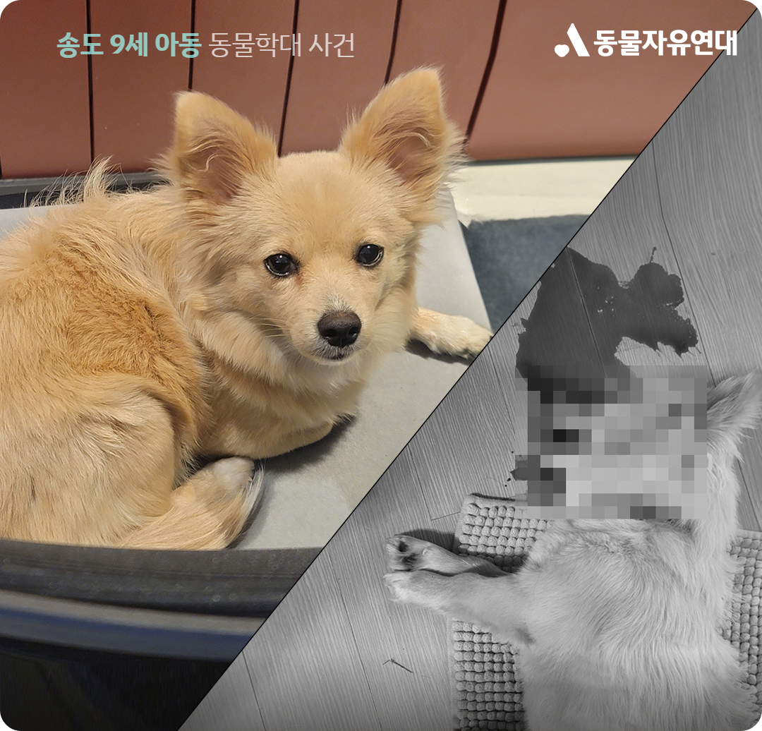 초등학생 인천 송도 대전 동물학대