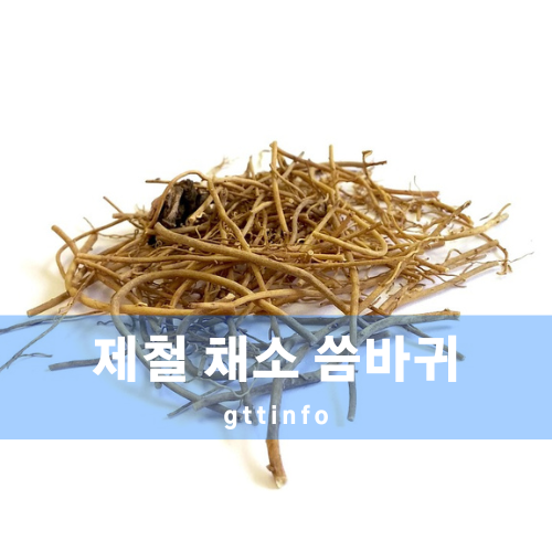 씀바귀의 효능