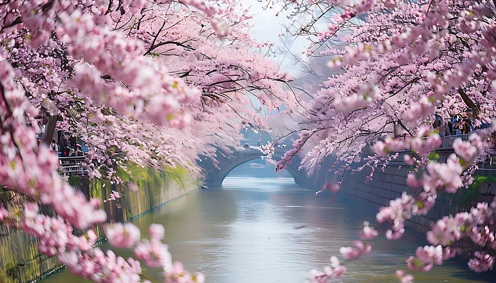 2025 벚꽃 개화시기