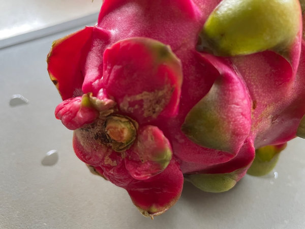 용과 먹는법 - 용과 가시 설명