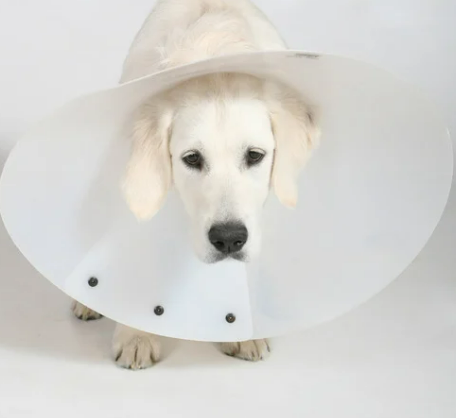 강아지 중성화 수술 시기와 필요한 이유 7가지