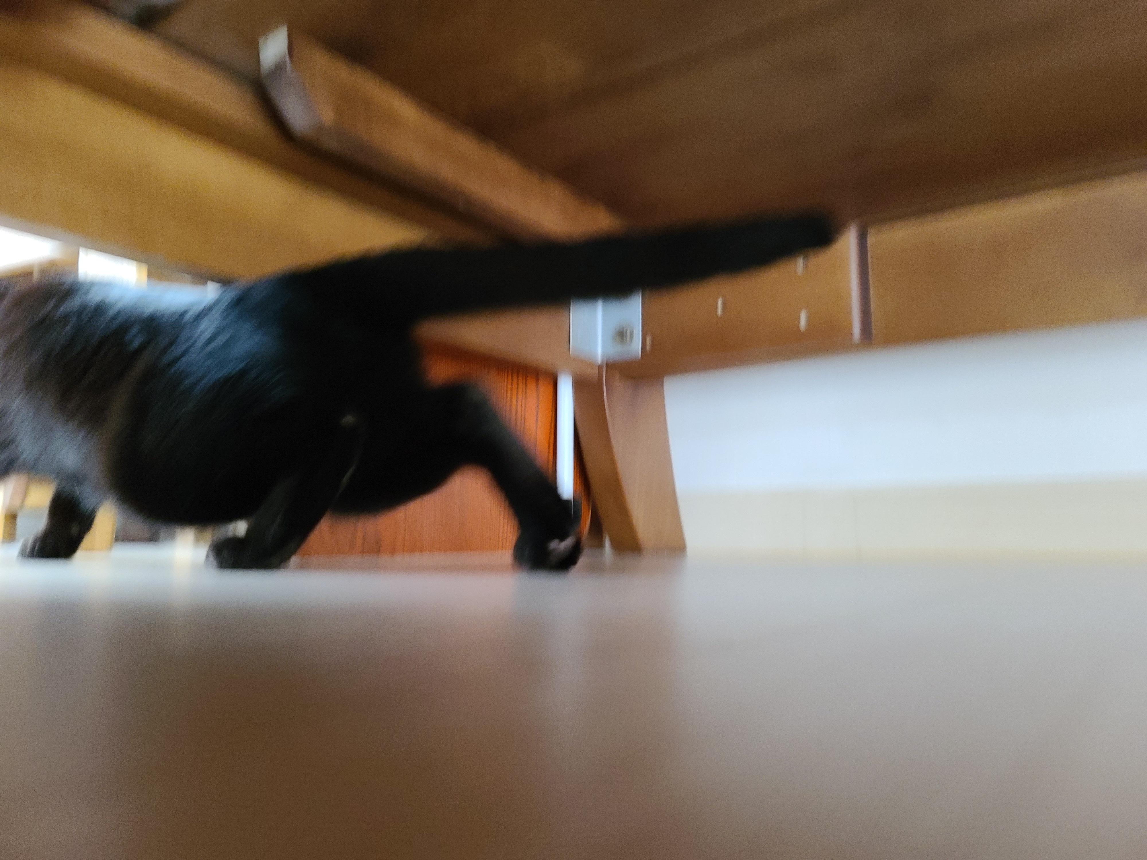 9냥이 집사의 눈뜨면 하는 일들.