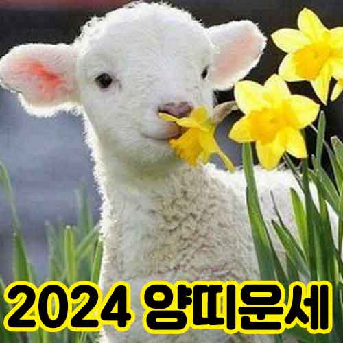 24년 양띠운세 썸네일