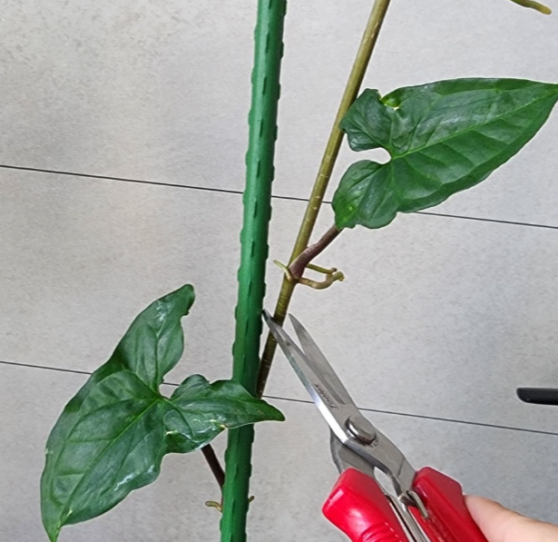 물꽂이할때 줄기를 잘라야하는 위치