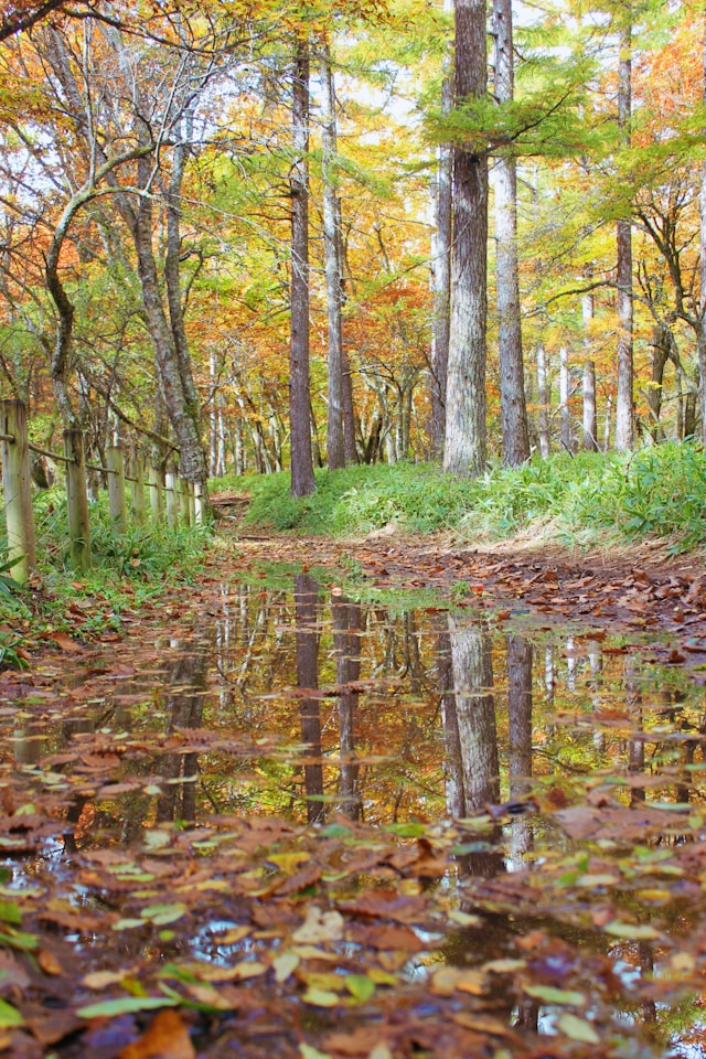 가을 환절기 여행 여행자 보험 보장내용