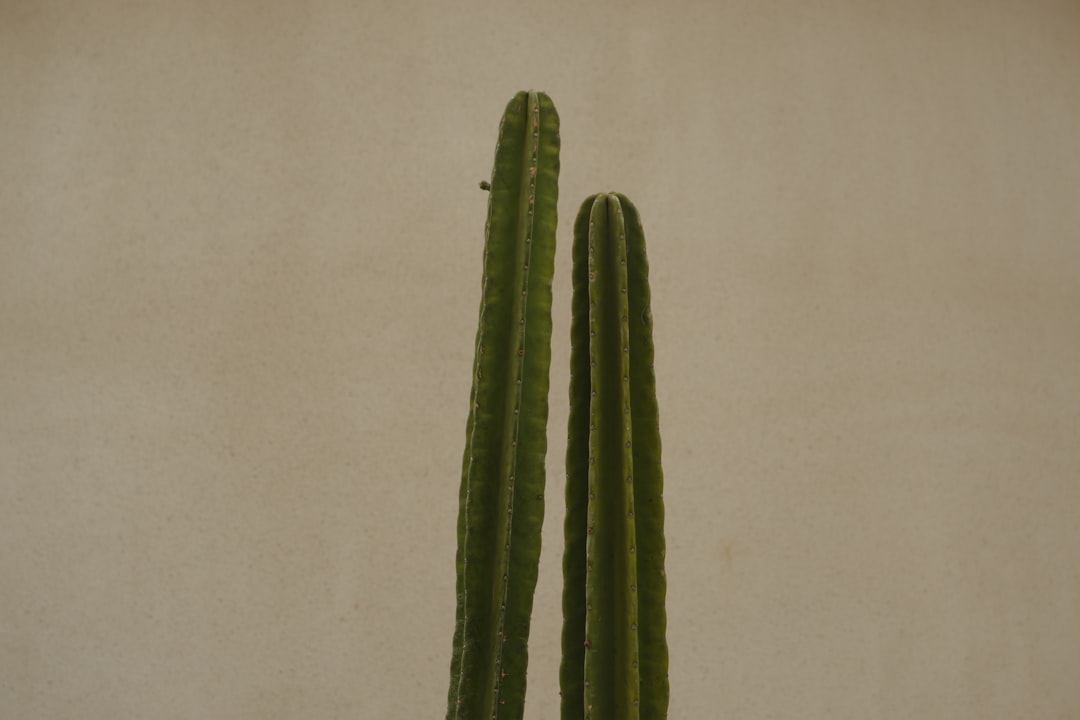 Tetanus