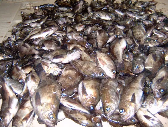 볼락(갈볼락) 수십마리의 사진