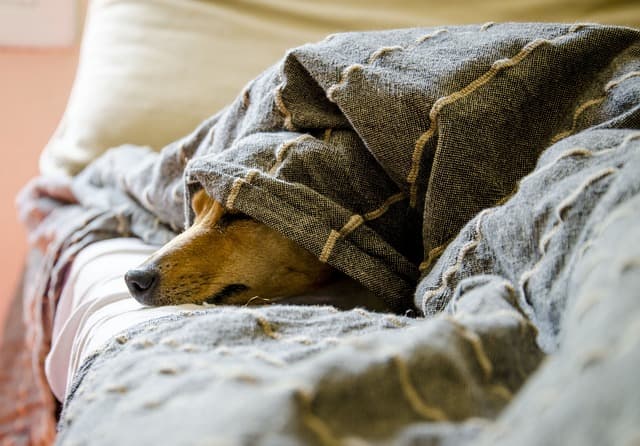 canine atopic dermatitis