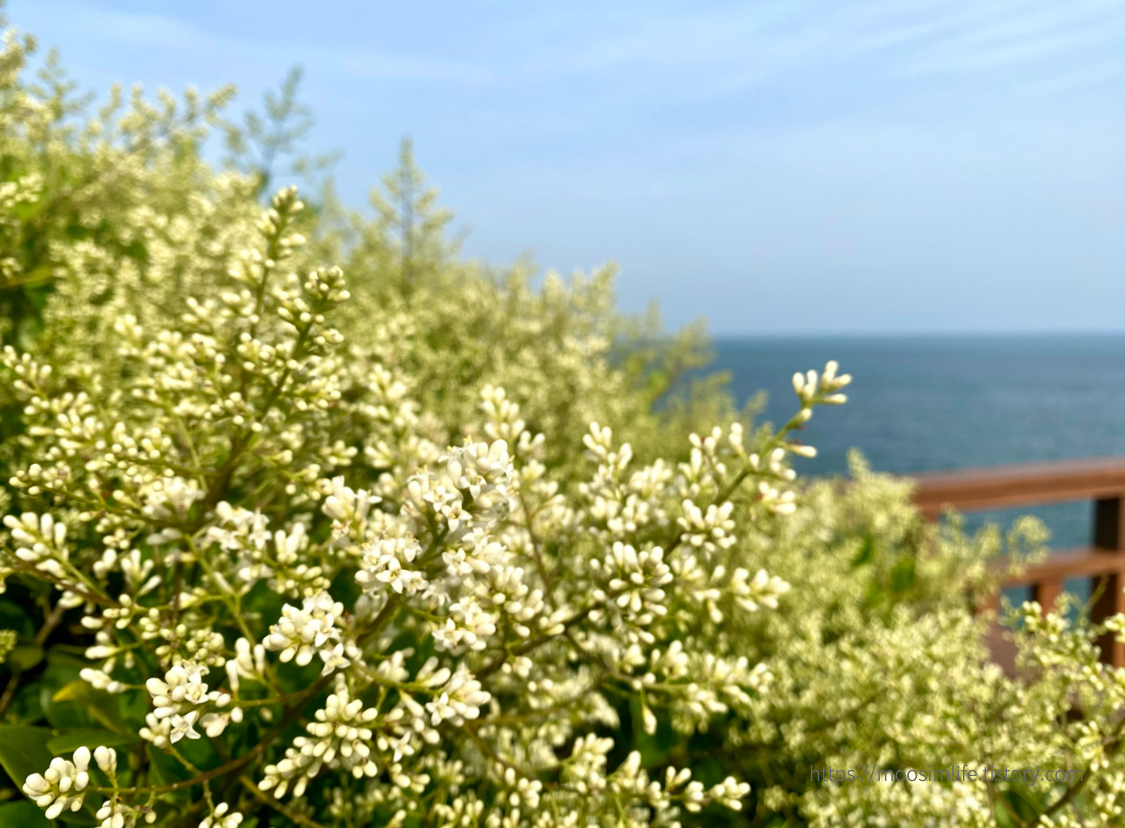 부산 해운대-웨스틴조선호텔_동백섬