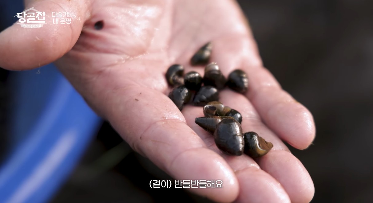 토종 팥다슬기
