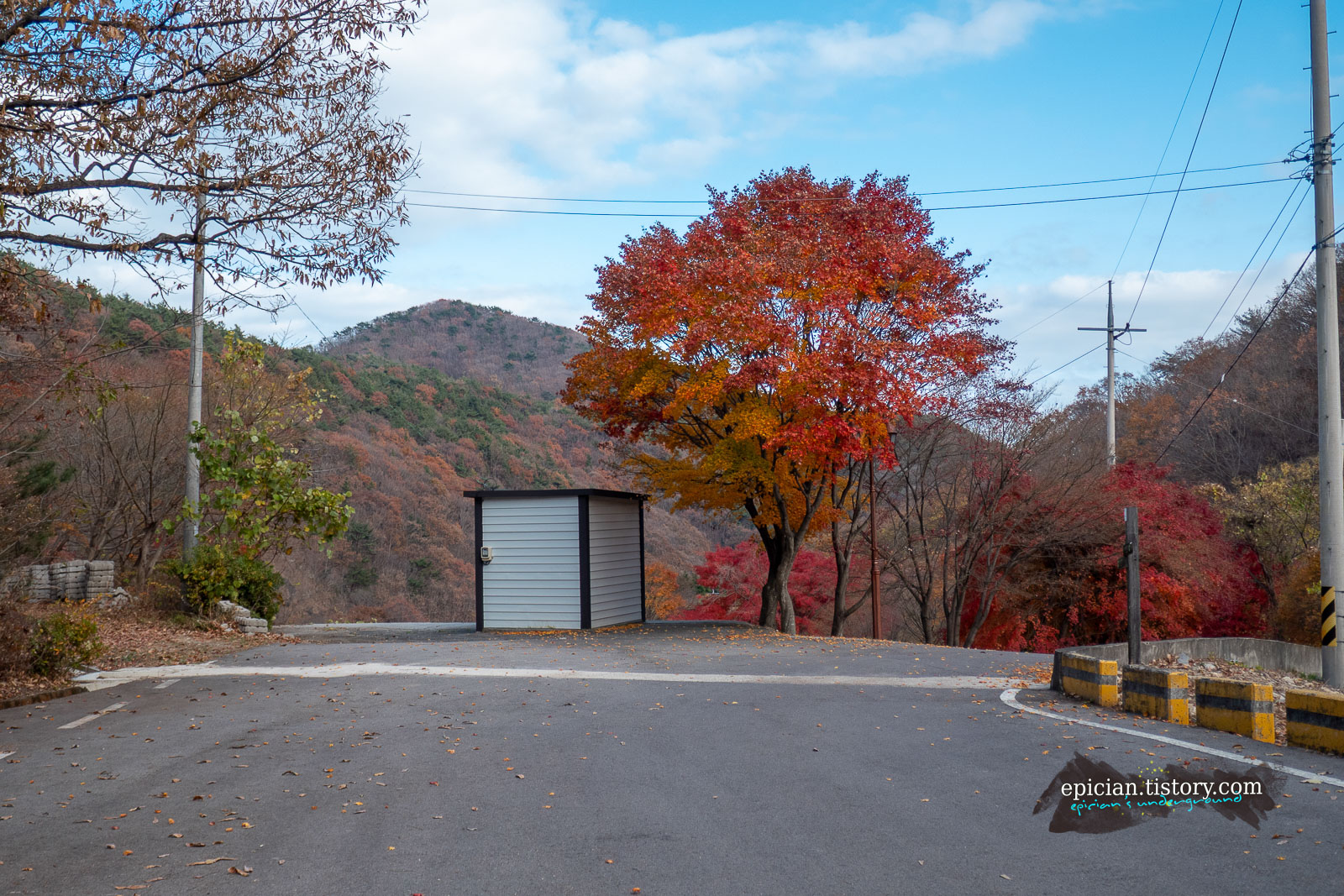 빨간 단풍이 가득한 도로 옆 풍경
