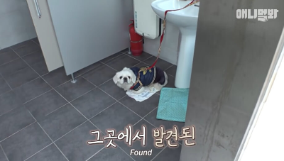 동물농장-유기견-흰둥이