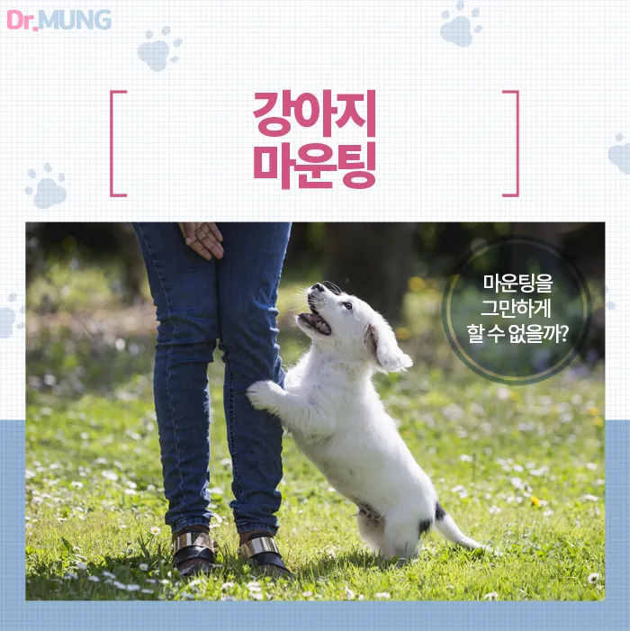 강아지 마운팅 이유 해결 방법_9