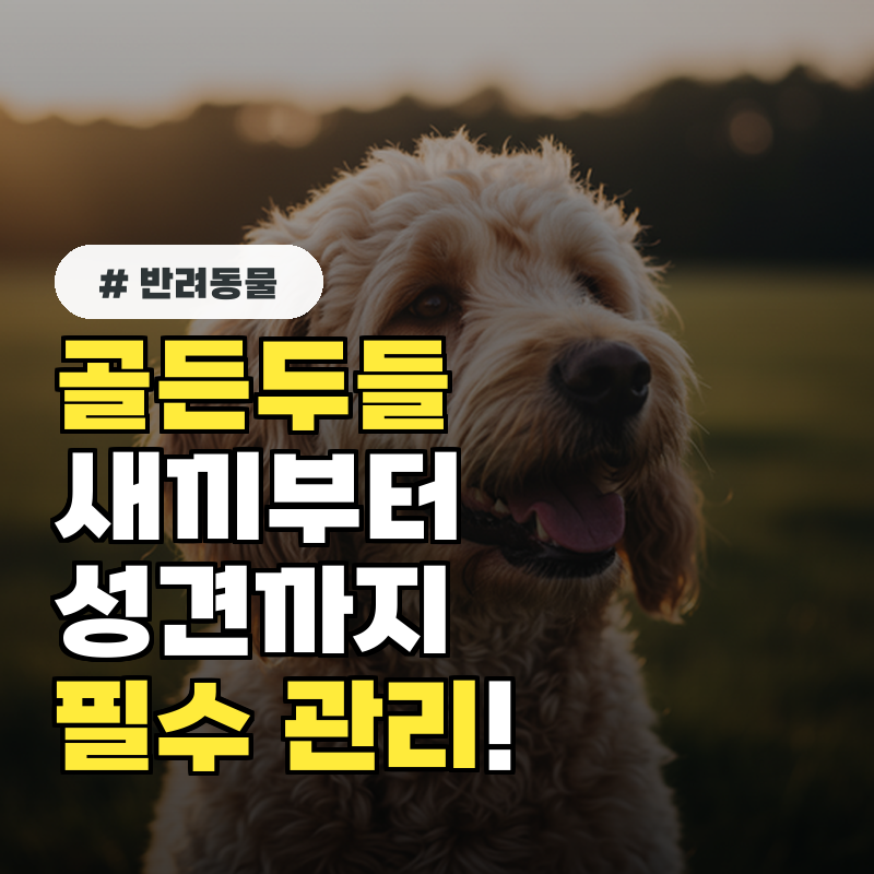 골든두들 새끼 때 놓치면 후회! 성견 되는 과정별 관리 팁 5가지