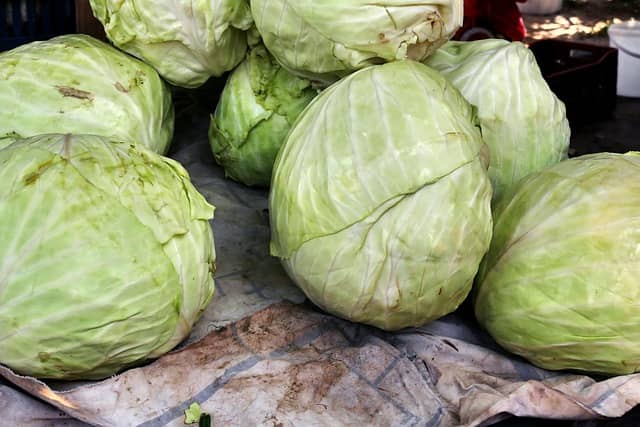 계절별 장보기 기준으로 달라진 비건 식생활