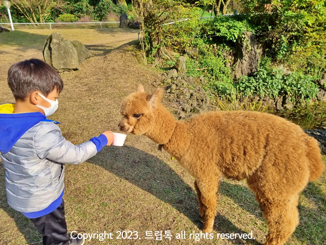 황토색 알파카가 먹이를 먹고있다