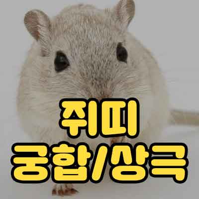 쥐띠 궁합 상극