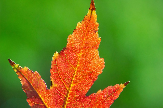 2025 설악산 단풍 절정