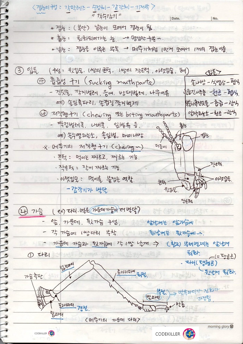 곤충의 외부형태 - 머리&#44; 입틀