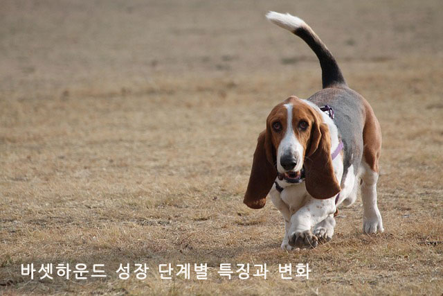 바셋하운드 성장 단계별 특징과 변화
