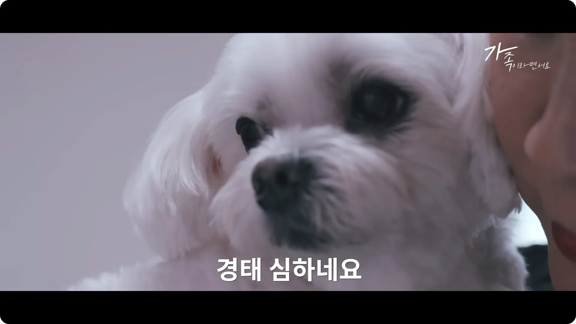 택배견 경태 소식 근황 후원