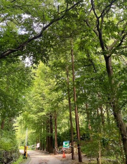 장태산자연휴양림-푸른나무와숲길