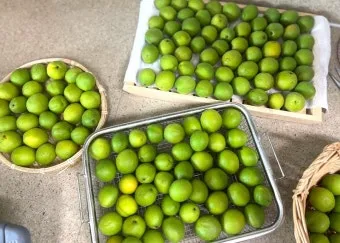 매실청 담그는법 황금비율과 숙성관리 노하우 정리_19