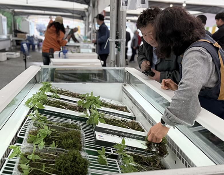 홍천 산나물축제 2026