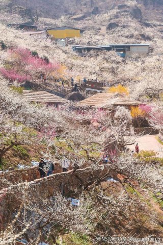 광양 매화축제기간 주차장 개화상황 2025년