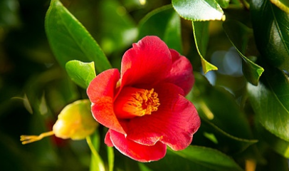 서천 동백꽃 주꾸미축제