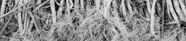 대파 재배방법: 물주기