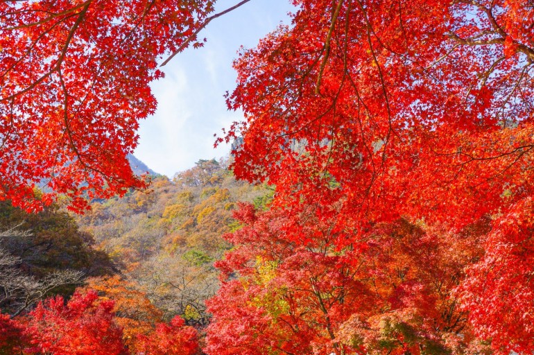 내장산 단풍시기