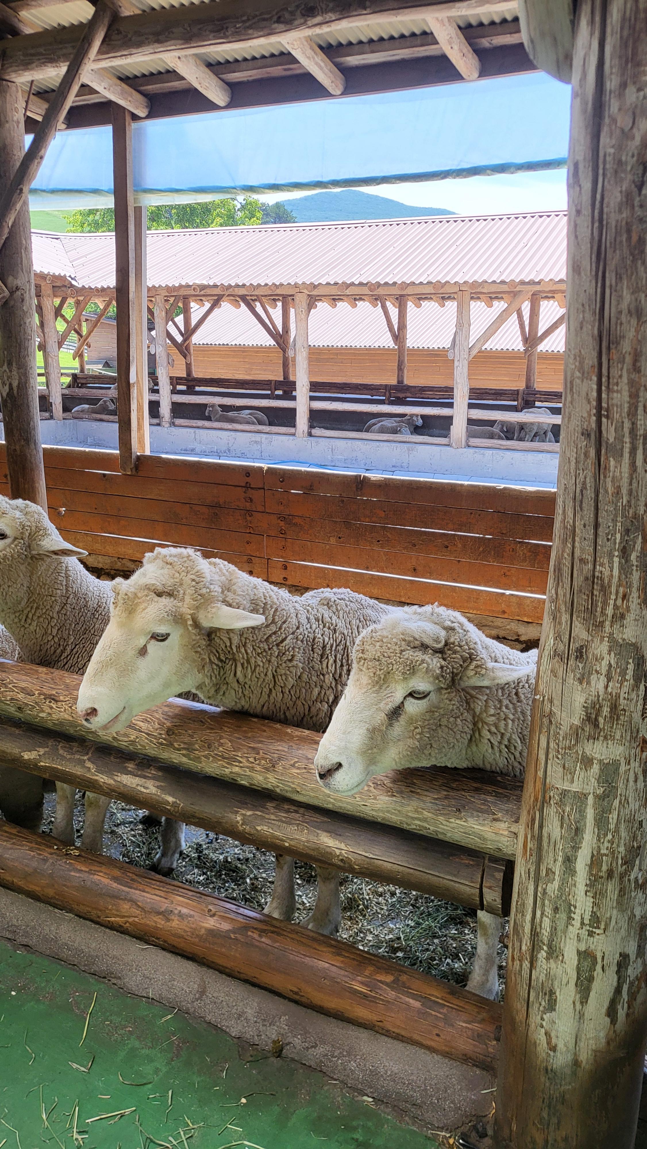 양먹이 체험 양