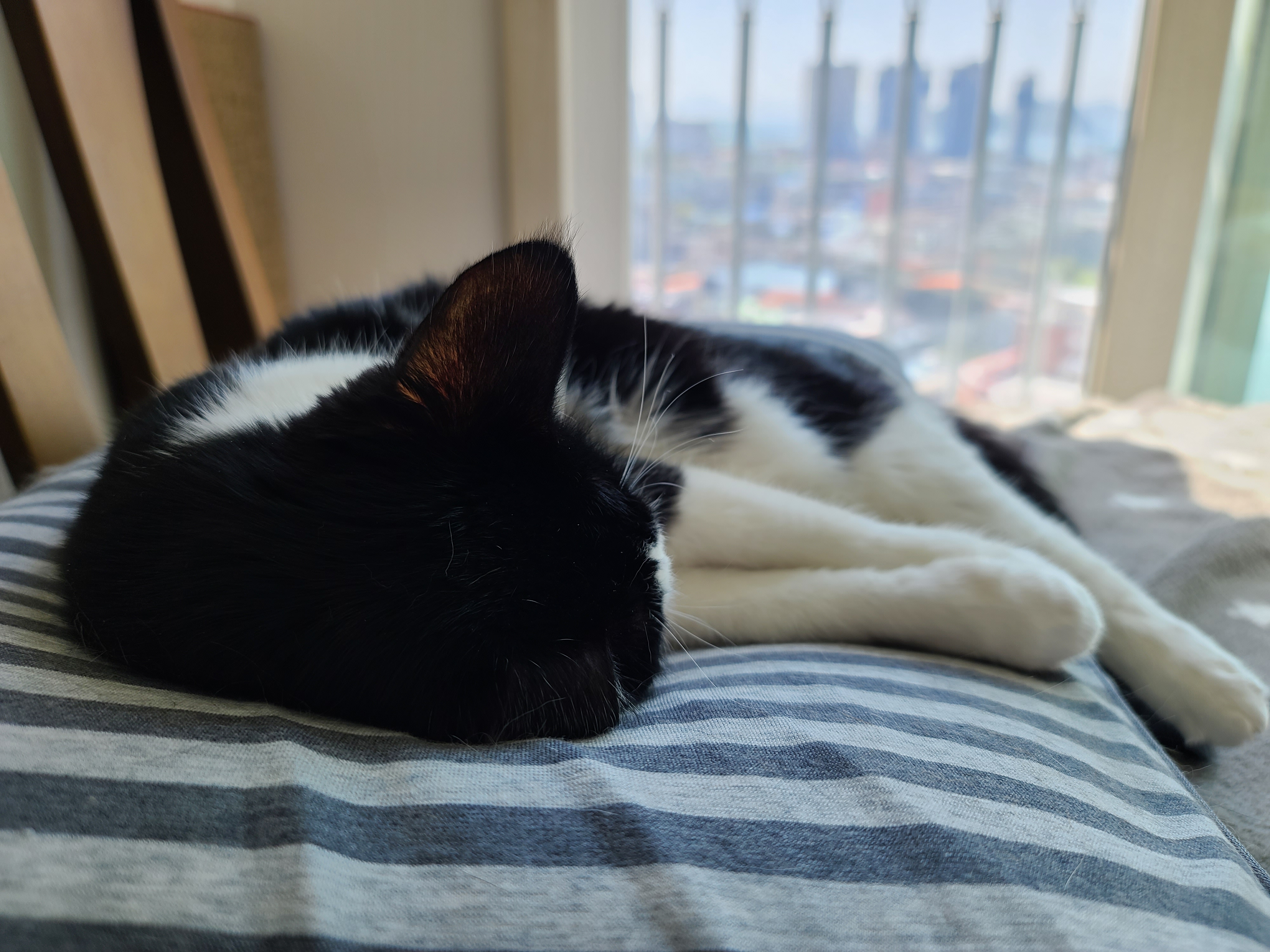 아홉마리 고양이들 단체사진을 성공한 그날 오후. 역시8마리 ㅋㅋ