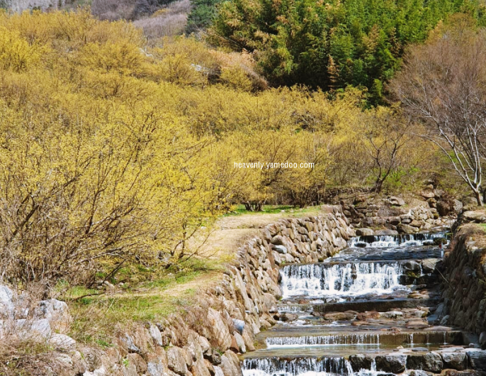 구례 산수유축제