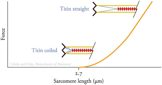 근육의 힘-길이의 관계
