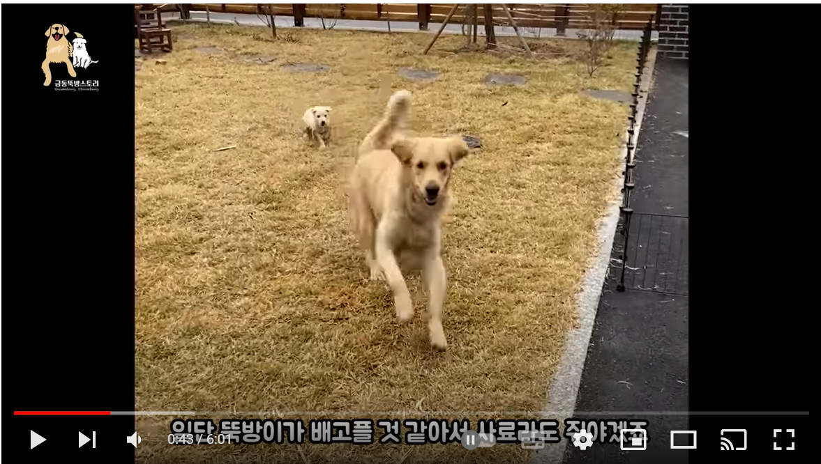 구해줘서 고맙다고 표현하는 새끼강아지 #천사견 #금동이