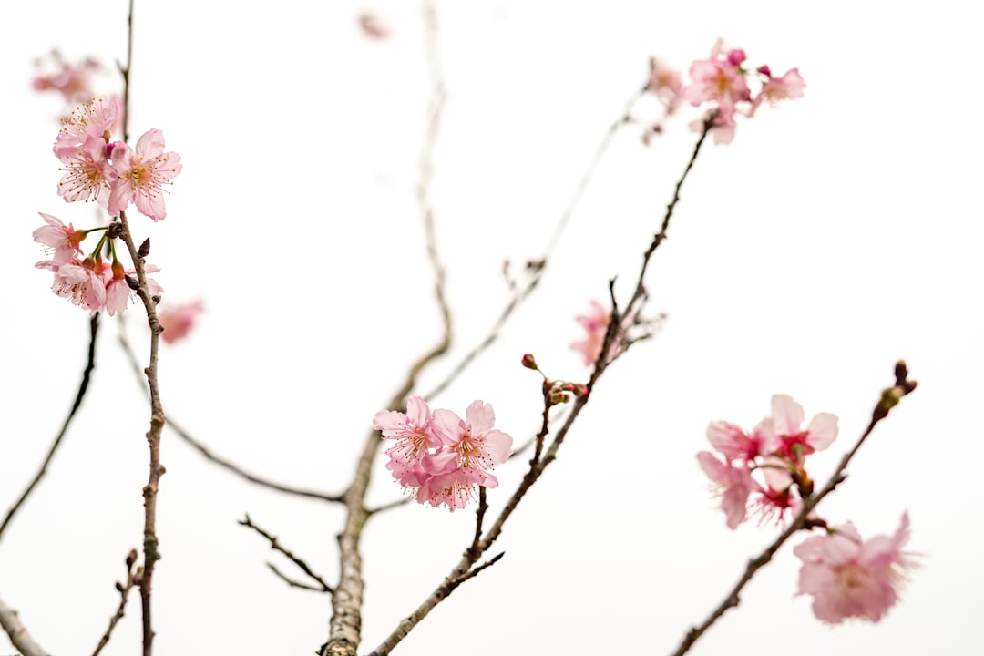 ‘Cherry Blossom’
