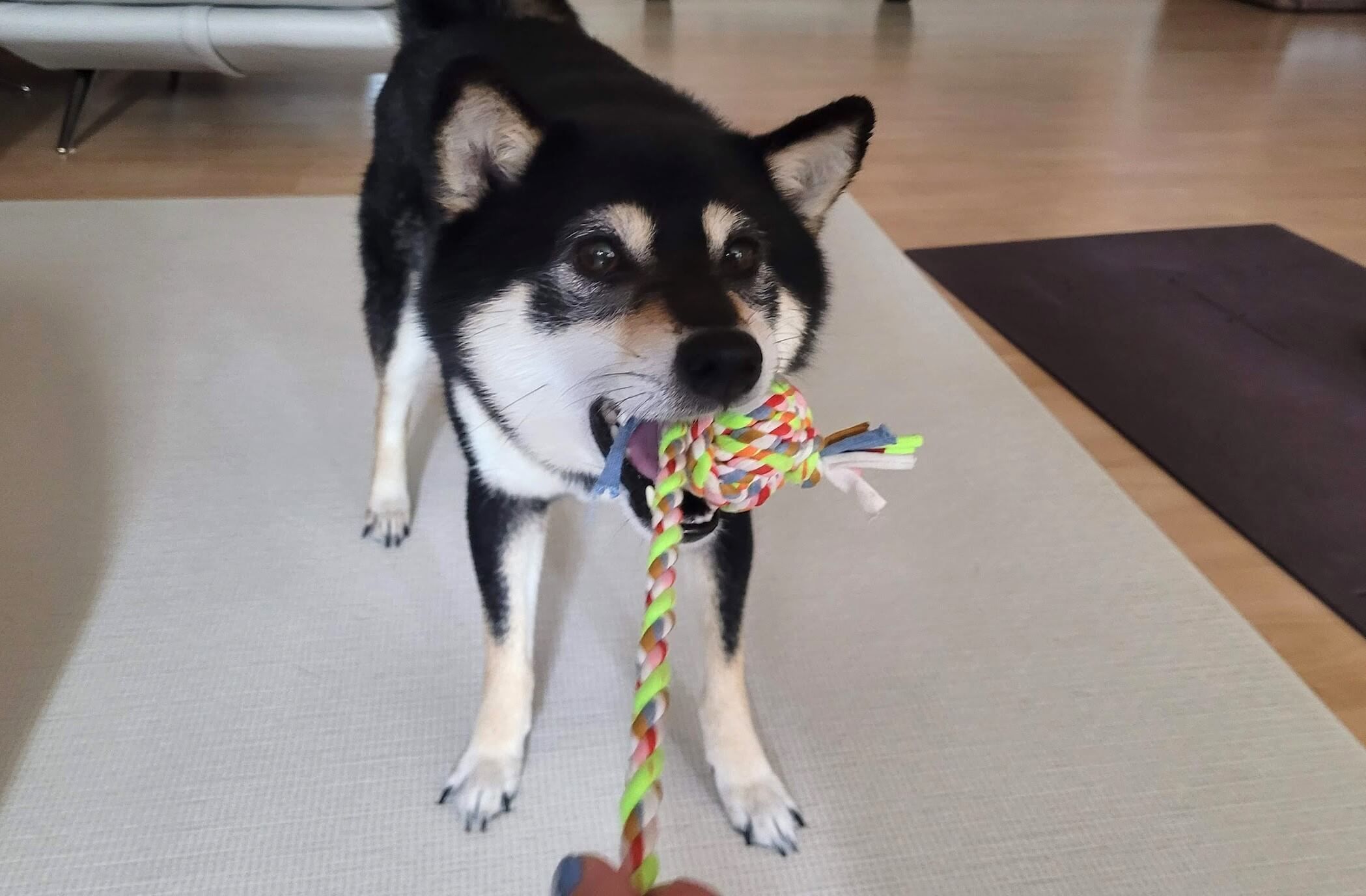 집에서-터그놀이하는-강아지