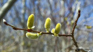 11호 태풍 버들 뜻 유래