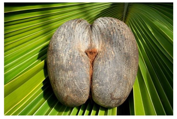 코코 드 메르 암컷 열매 - 세계에서 가장 크다는 열매