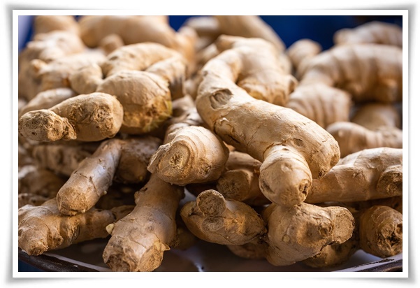 "10월 하순, 생강 수확 하세요!" 생강의 매력과 건강 효능, 최적의 수확시기! 생강의 효능과 활용!