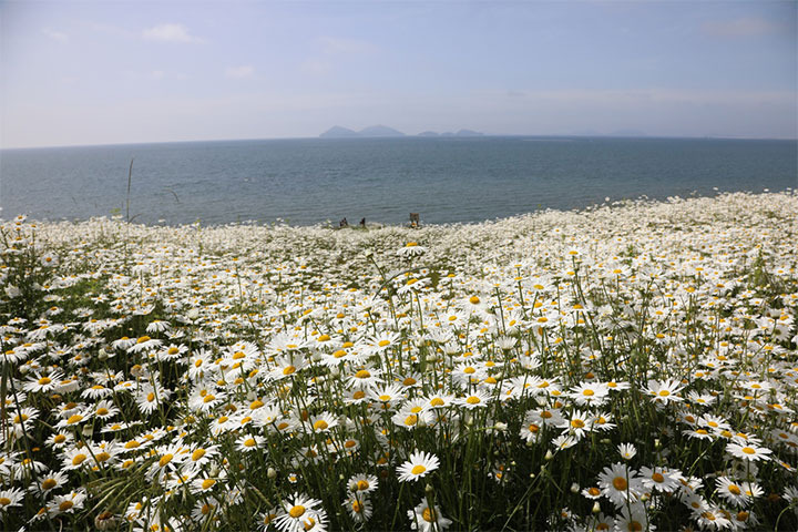 부안 변산마실길 2코스, 데이지꽃과 함께 걷는 힐링 산책길