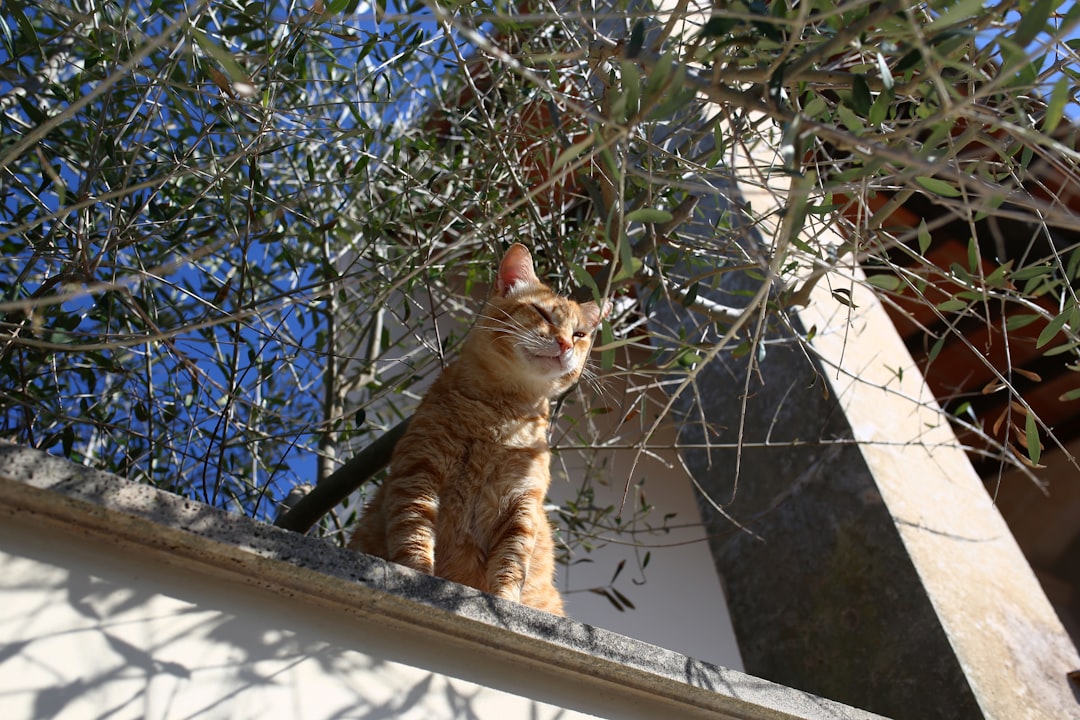 'Chat'